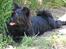 Blanding af racer Bamse