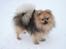 Pomeranian Dean - Ca. 10 mdr gammel - Snebamse! 