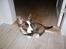 Welsh corgi cardigan Mille