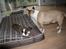 Welsh corgi cardigan Mille