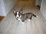 Welsh corgi cardigan Mille