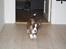Welsh corgi cardigan Mille
