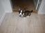 Welsh corgi cardigan Mille