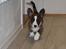 Welsh corgi cardigan Mille