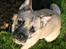 Blanding af racer Marley - Velkommen til min profil