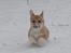 Welsh corgi pembroke stenbækgårds Ajo "solgt" - Ajo i sneen (jan 14)