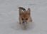 Welsh corgi pembroke stenbækgårds Ajo "solgt" - Ajo i sneen (jan 14 )