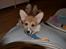 Welsh corgi pembroke stenbækgårds Ajo "solgt"