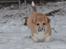 Welsh corgi pembroke stenbækgårds Ajo "solgt" - Ajo i sneen (jan 14)