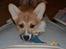 Welsh corgi pembroke stenbækgårds Ajo "solgt"