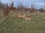 Welsh corgi pembroke stenbækgårds Ajo "solgt" - Ajo i Kattebjerg hundeskov for første gang (feb 14)