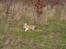 Welsh corgi pembroke stenbækgårds Ajo "solgt" - Ajo i kattebjerg hundeskov (feb 14)