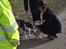 Welsh corgi pembroke stenbækgårds Ajo "solgt" - Ajo i kattebjerg hundeskov (feb 14)