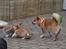 Welsh corgi pembroke stenbækgårds Ajo "solgt" - Ajo (grøn halsbånd) fik besøg af bror Albert (sort halsbånd) (7 Feb)