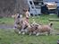 Welsh corgi pembroke stenbækgårds Ajo "solgt" - Ajo (grøn halsbånd) fik besøg af bror Albert (sort halsbånd) (7 Feb)