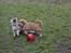 Welsh corgi pembroke stenbækgårds Ajo "solgt" - Ajo (grøn halsbånd) fik besøg af bror Albert (sort halsbånd) (7 Feb)