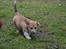 Welsh corgi pembroke stenbækgårds Ajo "solgt" - Ajo (grøn halsbånd) fik besøg af bror Albert (sort halsbånd) (7 Feb)