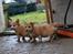 Welsh corgi pembroke stenbækgårds Ajo "solgt" - Ajo (grøn halsbånd) fik besøg af bror Albert (sort halsbånd) (7 Feb)