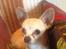 Chihuahua Kessler