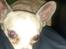 Chihuahua Kessler