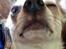 Chihuahua Kessler
