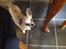 Chihuahua Kessler
