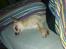 Chihuahua Kessler