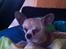Chihuahua Kessler
