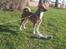 Blanding af racer coco - coco :-)
