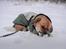 Blanding af racer Beagle/Shih tzu Mailo - Sne!! Nam nam. 1,5 år