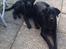 Labrador retriever Hollie