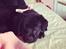 Labrador retriever Hollie