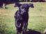 Labrador retriever Hollie