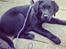 Labrador retriever Hollie