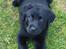Labrador retriever Hollie