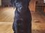 Labrador retriever Hollie