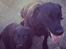 Labrador retriever Hollie