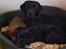 Labrador retriever Hollie