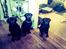 Labrador retriever Hollie