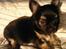 Chihuahua Milo