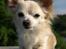 Chihuahua Micki aka Mimi - Micki sommeren 2013