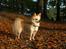 Chihuahua Micki aka Mimi - Min smukke Micki i skoven <3 Efterår 2013