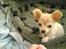 Chihuahua Micki aka Mimi - Det her billede tog jeg af Micki den første morgen jeg vågnede med ham. 10 uger gammel er han :-)