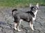 Chihuahua Chihuanas Blueberry Yum Yum - Evee - Min smukke pige, snart 2 år gammel :) feb. 2014
