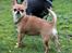 Chihuahua Chihuanas Flush of Hearts - Momo - Min smukke lille honningløve, snart 2 år gammel.. <3 feb. 2014