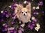 Chihuahua Caspar aka Rangeren - Caspar-blomster-dreng forår 2013