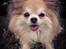 Chihuahua Caspar aka Rangeren - Smilende Smukke Caspar- sommer 2013