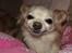 Chihuahua Micki aka Mimi - Smiiiiiil Miiimiiiii.