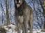 Irsk ulvehund Azimut - På kælkebakken 4 år
