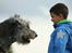 Irsk ulvehund Azimut - Fik mig en ny ven til Sct hans (5 år)